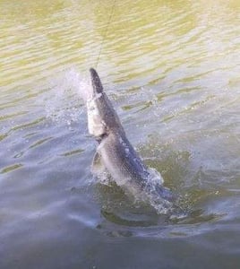 Giant Alligator Gar Adventure