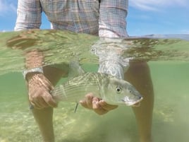 Bonefish Fishing in Key West, Florida