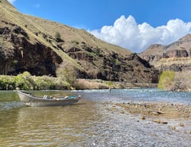 Deschutes River Rainbows and Steelhead