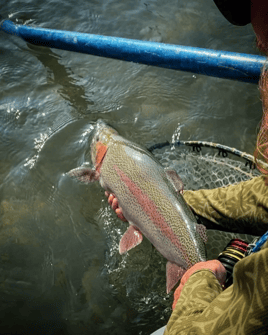 Rainbow Trout Fishing in New Braunfels, Texas