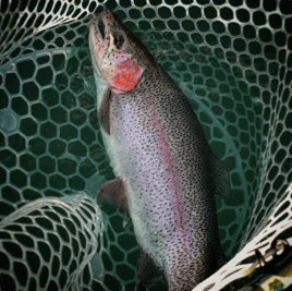 Rainbow Trout Fishing in New Braunfels, Texas