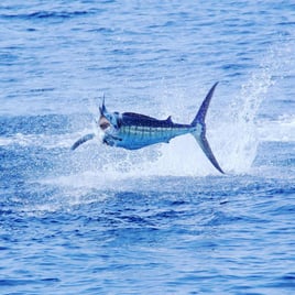 Blue Marlin Fishing in Punta Cana, Dominican Republic