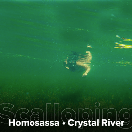 Scalloping Trip