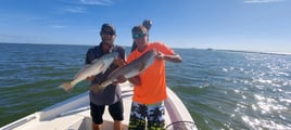 Big Ole Reds, Snook, & Trout