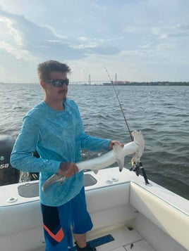 Sharks in Charleston Harbor