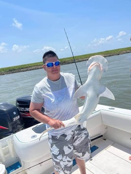 Sharks in Charleston Harbor