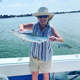 Sharks in Charleston Harbor