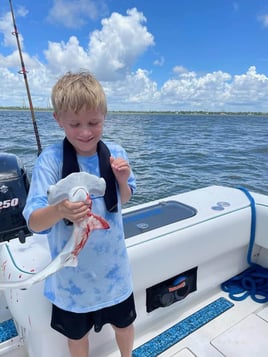 Sharks in Charleston Harbor