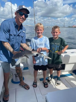 Sharks in Charleston Harbor