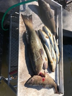 Bradenton Classic Nearshore