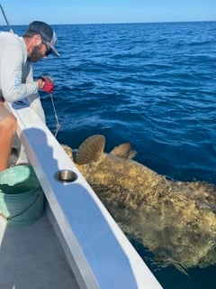 Goliath Grouper Handline Special