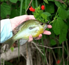 Brazos River Float Trip