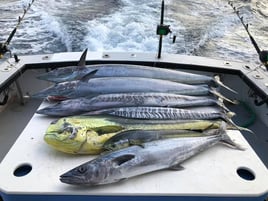 Bahamas Offshore Tuna Trip