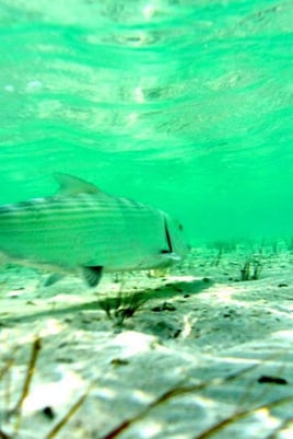 Central Eleuthera Bonefishing Adventure