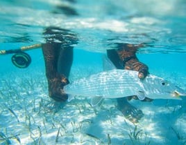 Central Eleuthera Bonefishing Adventure