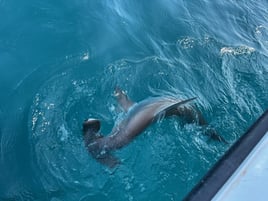 Sharks From a Big Boat