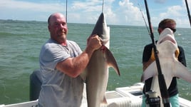 Sharks From a Big Boat