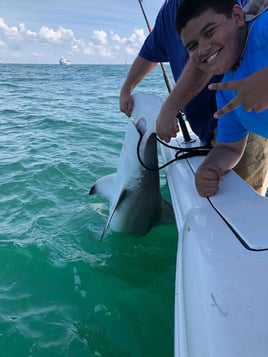 Sharks From a Big Boat