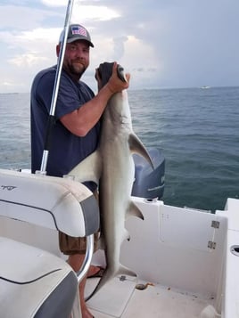 Sharks From a Big Boat