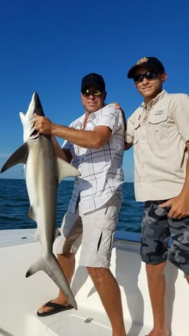 Sharks From a Big Boat