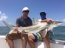 Sharks From a Big Boat