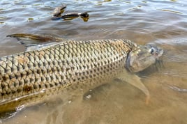 Tanzania Tiger Fish Safari