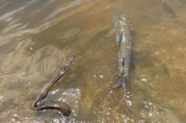 Tanzania Tiger Fish Safari