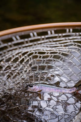 Kilimanjaro Trout Fishing