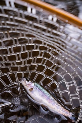 Kilimanjaro Trout Fishing