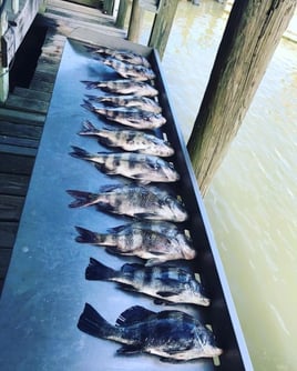 Black Drum Fishing in San Leon, Texas