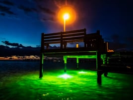 Dock Light Fly Fishing