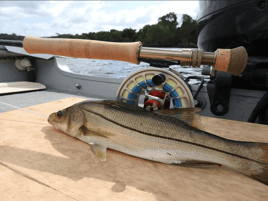 Snook Fishing in Frontera, Mexico