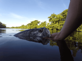 Tarpon Fishing in Villahermosa, Mexico