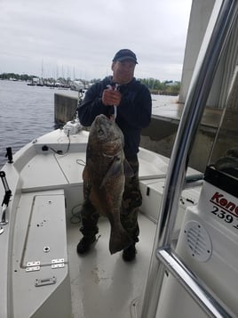 Black Drum Fishing in Pensacola, Florida