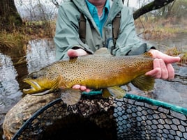 Tailwater Trout