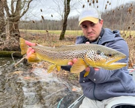 Tailwater Trout