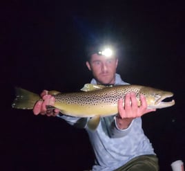 Tailwater Trout