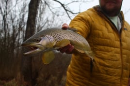 Tailwater Trout