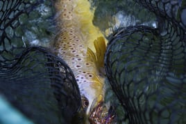 Tailwater Trout