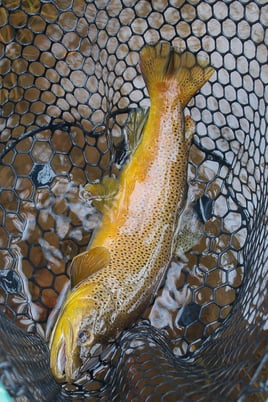 Tailwater Trout