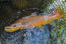 Tailwater Trout