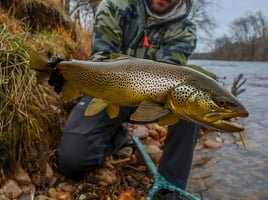 Tailwater Trout