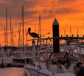 Classic Cabo Sportfish Trip