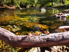 Fly Fishing the South of France