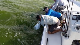 Puerto Rico Tarpon Excursion