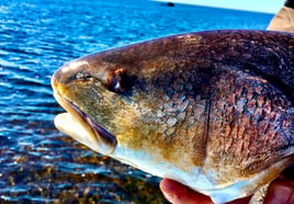 "Big Bend" Sight Fishing