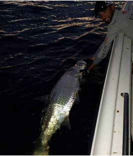 Tarpon Fishing in St. Petersburg, Florida