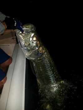 Tarpon Fishing in St. Petersburg, Florida