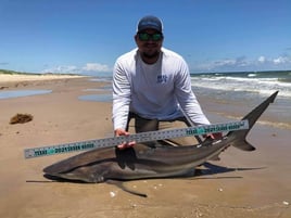 Afternoon Surf Fishing For Sharks