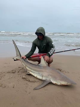 Afternoon Surf Fishing For Sharks